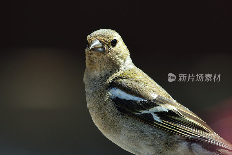 常见的沙芬奇 （褶皱小肠杆菌）